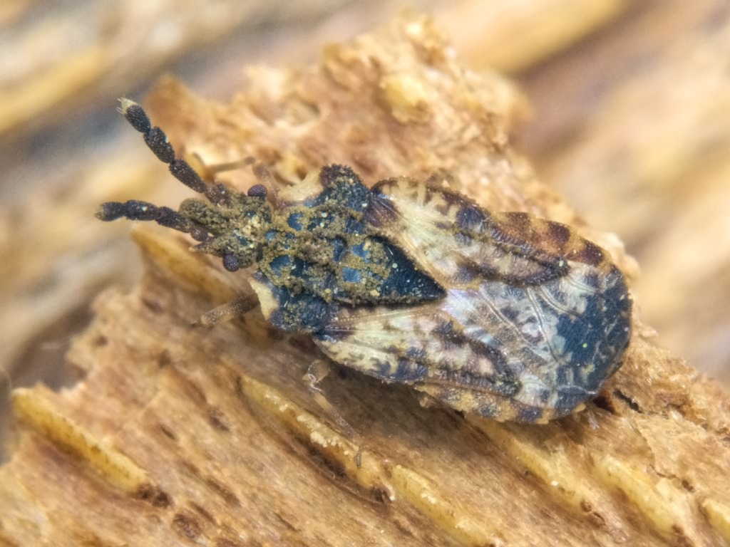 Aradus depressus (Fabricius, 1794)